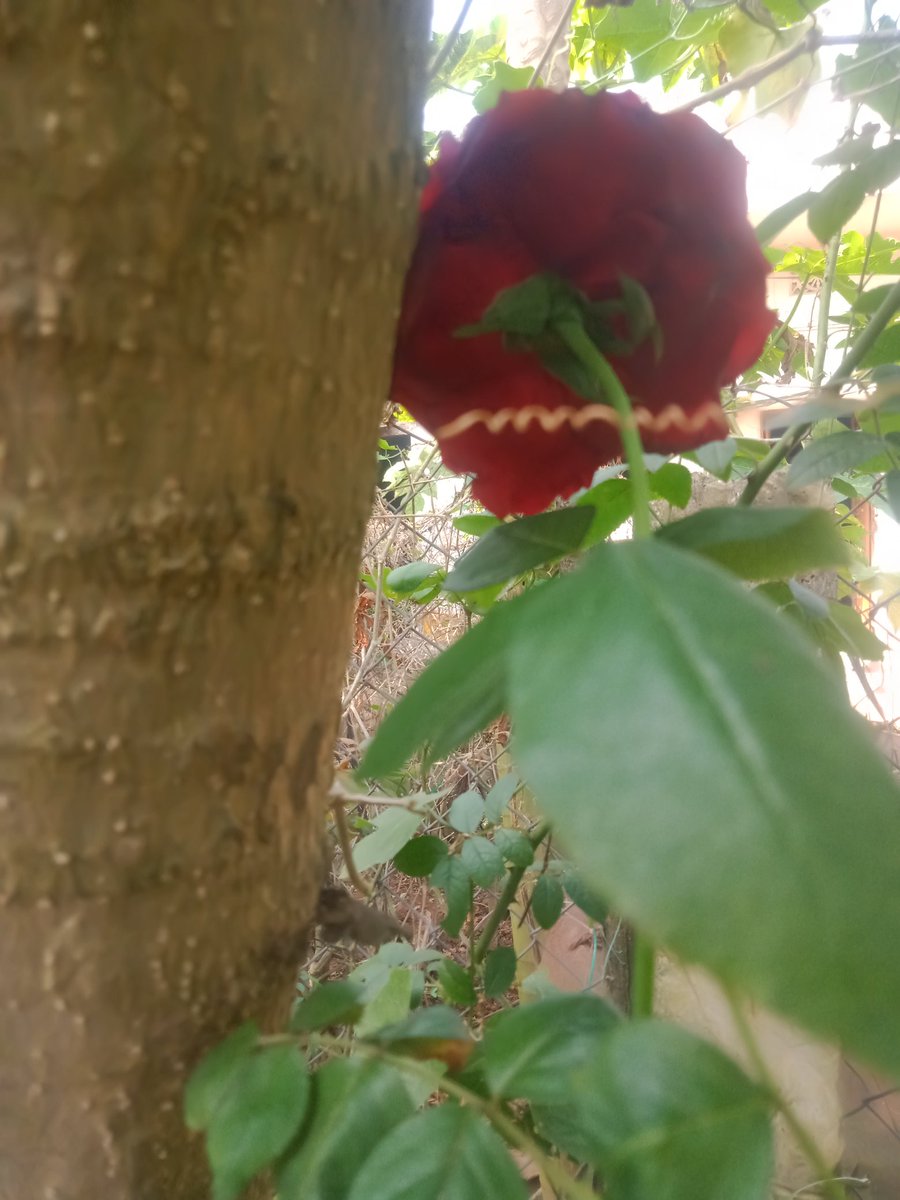 Swagatikamahan7's tweet photo. After re-coting first winter flower of my garden 😇 
my Queen 😍❤️ 
#WINTER
#winter_garden 💚✨ https://t.co/FDIjV9fxW6