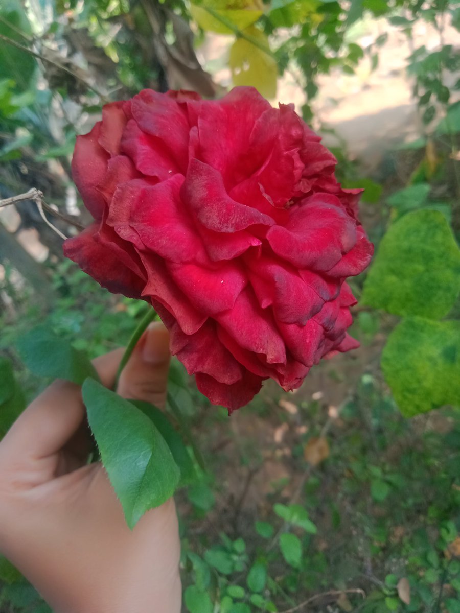 Swagatikamahan7's tweet photo. After re-coting first winter flower of my garden 😇 
my Queen 😍❤️ 
#WINTER
#winter_garden 💚✨ https://t.co/FDIjV9fxW6