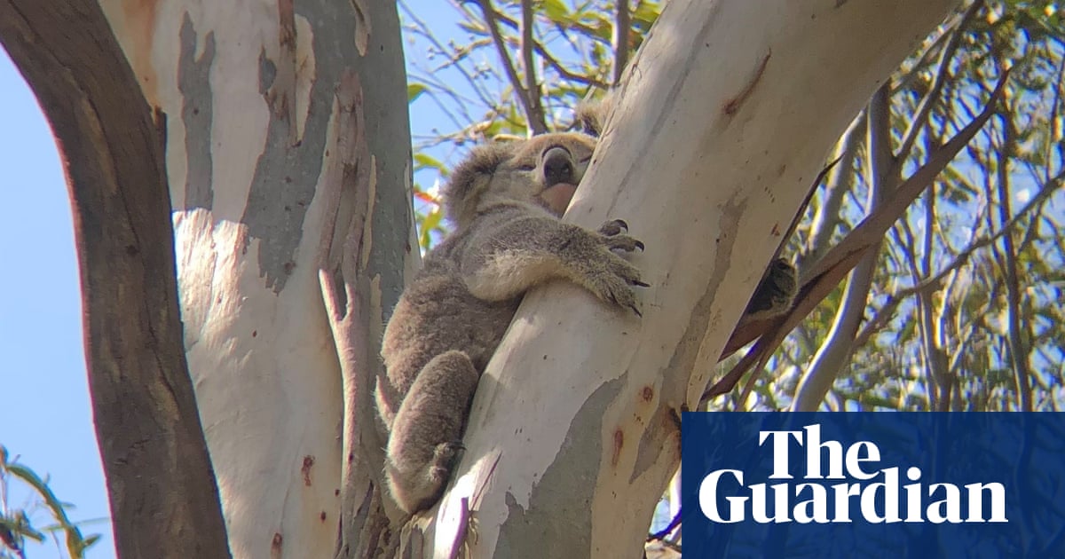 Koala deaths almost double in housing developments in south-western Sydney, data shows dlvr.it/TG8TkP