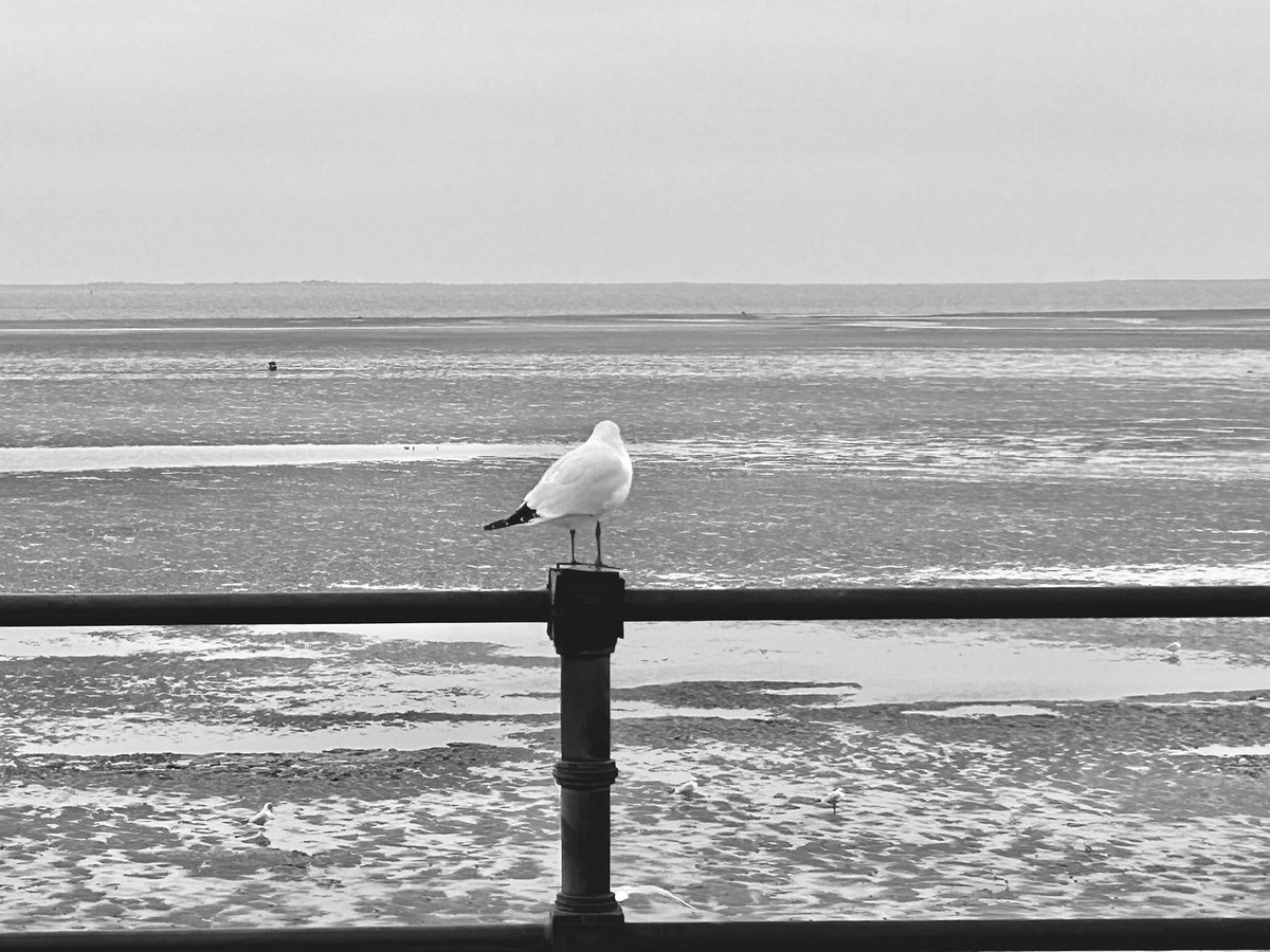 JamesHindle7's tweet image. Master of all he surveys.. #photolife #ThePhotoHour #birdlovers #blackandwhitephoto #Lincolnshire #photographylovers #photographyisart #photographer