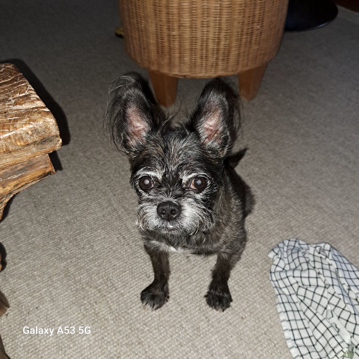 Morning, Muori jätti mut tuulikaappiin aamulenkin jälkeen. Siellä se keittiössä huuteli mua. Kuulin nappuloiden täyttävän kulhoni. Ja muori huuteli, mis mä oon. Lopulta sillä syttyi lamppu, dinnnnggg, ja se tuli avaamaan tuulikaapin oven. Todella tylyä sulkea ovi toisen nenille🙄