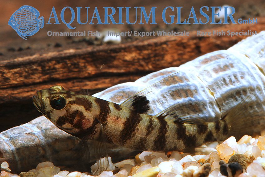 aquariumglaser's tweet photo. #Mugilogobius #adeia
find more details and pics @ https://t.co/kgExUnuDLM https://t.co/H0zFGgaHR3