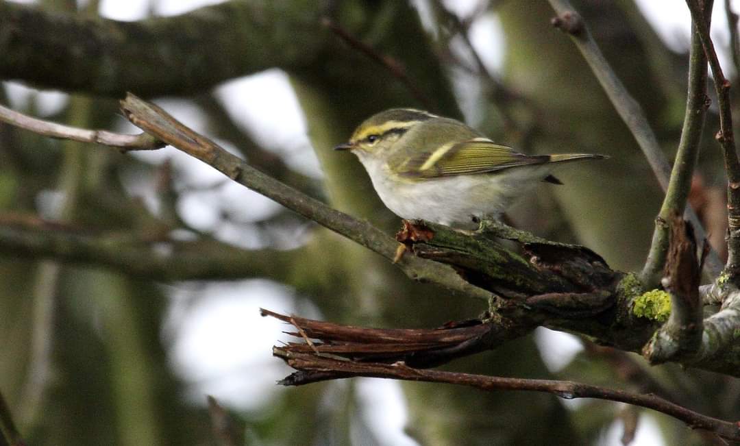 HelsinkiBirder's tweet photo. On this date, my first #selffound Pallas's Warbler (images by Jim Wilson), at Power Head, Cork. Also Ireland's 4th Cetti's Warbler at Pilmore on the 12th made for a top weekend of #irishrarebirds. 
You're nothing in #birding if you've never found a Pallas's!! 😉 Oh my yes! 🤩😍😎 https://t.co/rKHmm7xqAl