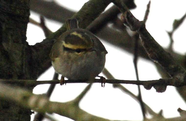 HelsinkiBirder's tweet photo. On this date, my first #selffound Pallas's Warbler (images by Jim Wilson), at Power Head, Cork. Also Ireland's 4th Cetti's Warbler at Pilmore on the 12th made for a top weekend of #irishrarebirds. 
You're nothing in #birding if you've never found a Pallas's!! 😉 Oh my yes! 🤩😍😎 https://t.co/rKHmm7xqAl