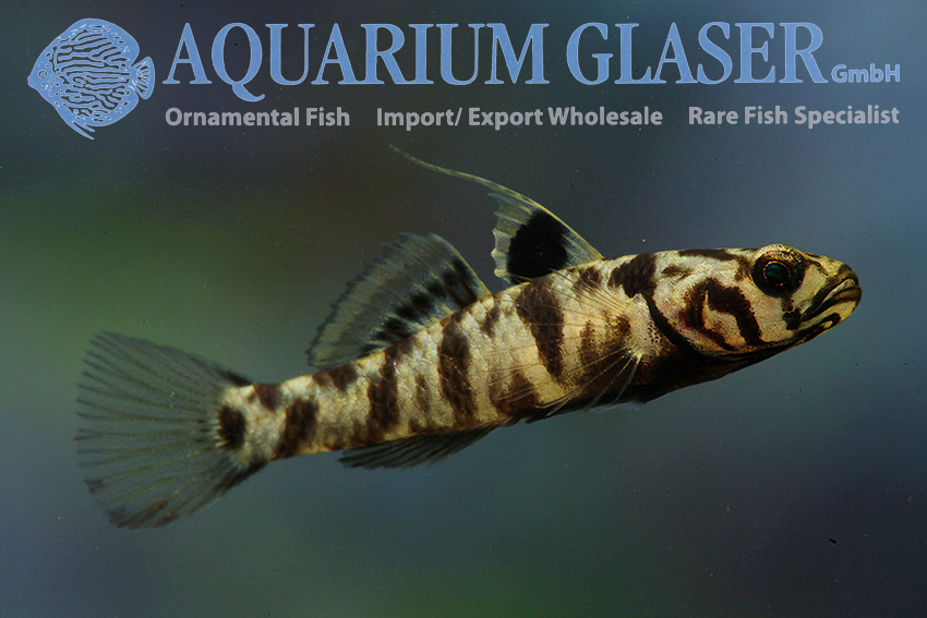 aquariumglaser's tweet photo. #Mugilogobius #adeia
find more details and pics @ https://t.co/kgExUnuDLM https://t.co/H0zFGgaHR3