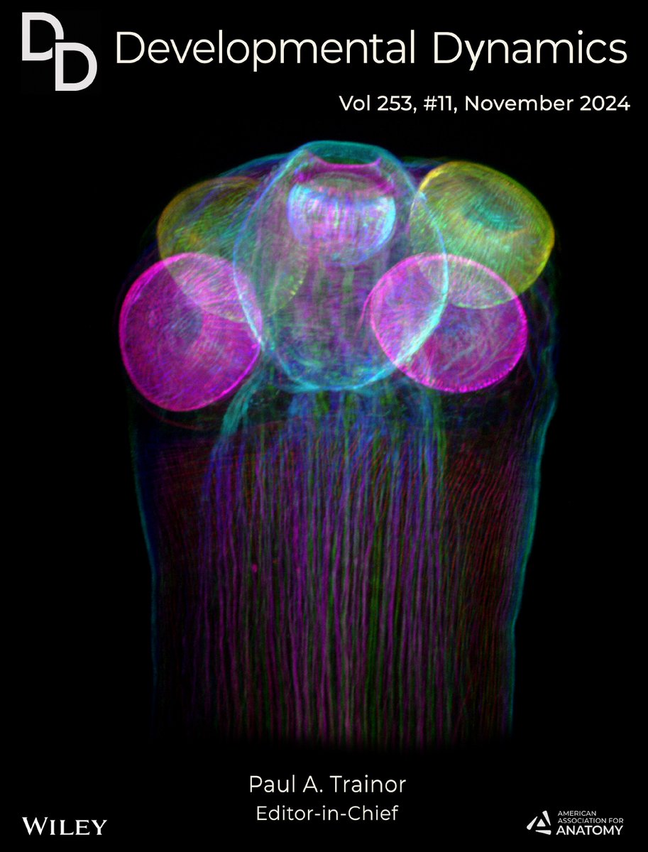 DevelopmentalDynamic (@developmentaldy) on Twitter photo The Art of Science - Cover of Developmental Dynamics
#Phalloidin-stained #musculature in the scolex and neck of the #tapeworm Hymenolepis microstoma. Thanks to Francesca Jarero, Andrew Baillie, Nick Riddiford, Jimena Montagne, Uriel Koziol and Peter Olson
anatomypubs.onlinelibrary.wiley.com/toc/10970177/c… The Art of Science - Cover of Developmental Dynamics
#Phalloidin-stained #musculature in the scolex and neck of the #tapeworm Hymenolepis microstoma. Thanks to Francesca Jarero, Andrew Baillie, Nick Riddiford, Jimena Montagne, Uriel Koziol and Peter Olson
anatomypubs.onlinelibrary.wiley.com/toc/10970177/c…