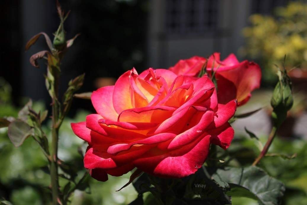 vinatewa_vinay's tweet photo. "Flowers are a proud assertion that a ray of beauty out values all the utilities in the world.โ
~Ralph Waldo Emerson
Have a wonderful day, friends ๐ฟ๐น๐ฟ
#theme_pic_India_flowers #naturallypretty #FlowerHunting #flowerphotography #RoseWednesday https://t.co/jqK3cuLSFE