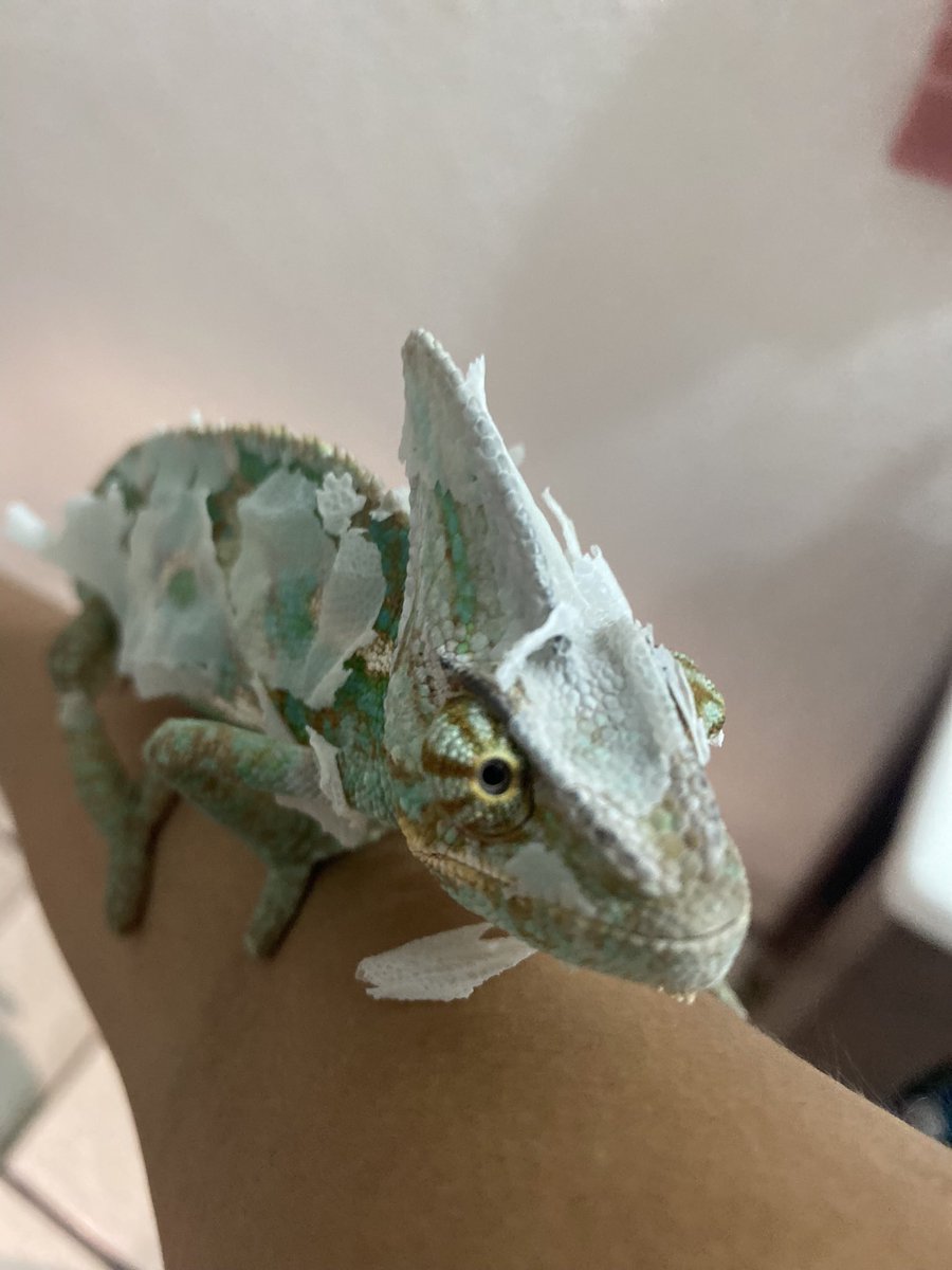 flowerz02's tweet photo. Te extraño señor papelito 🥹🥲 https://t.co/kM2JHsY3j1