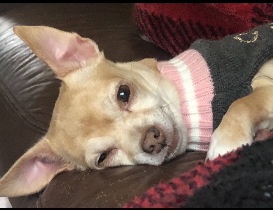 chicathechih's tweet image. As Blondie unwinds for the night, she inspires you to reflect on your  triumphs and glory, fostering  a sense of fulfillment. Sweet dreams to you all, Chica and crew
#dogsofX #Dogcommunity #Dogs #Dog #dogsoftwitter #TaterTotSquad