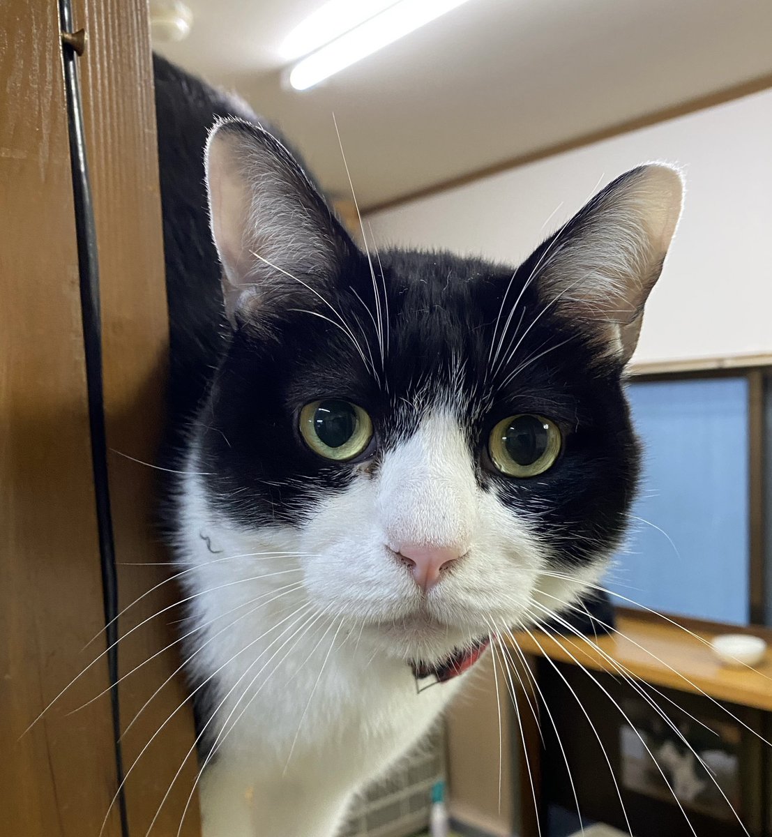 にゃんたまチャンネル@猫と遊べる温泉旅館 tweet media