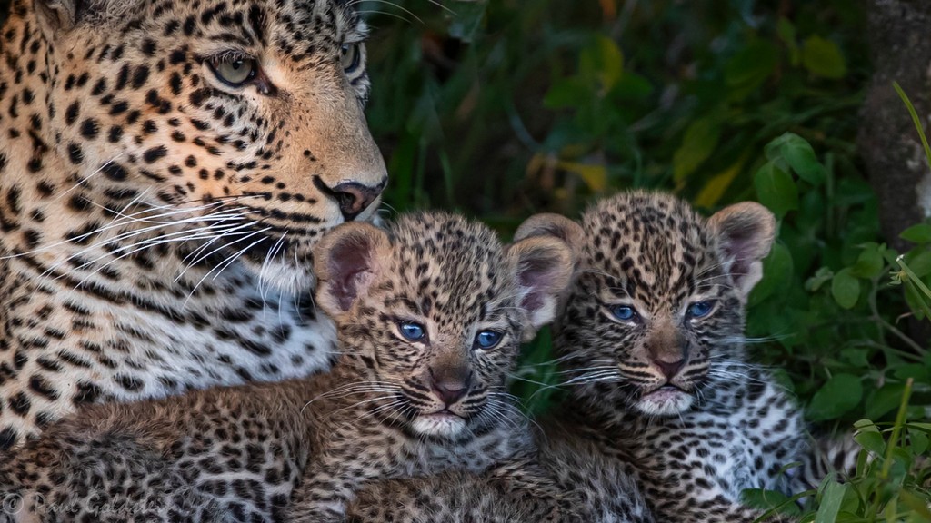 Paul Goldstein (@paulgoldstein59) on Twitter photo PG TIPS Close up no.4 Young blue eyes <a href="/KichecheCamps/">Kicheche Camps</a>
Leopard in Olare Conservancy Gorgeous six week old cubs
I have a new Kicheche Conservancy safari in late June next year, please dm me for details and see link in my bio.
l8r.it/QeEm PG TIPS Close up no.4 Young blue eyes <a href="/KichecheCamps/">Kicheche Camps</a>
Leopard in Olare Conservancy Gorgeous six week old cubs
I have a new Kicheche Conservancy safari in late June next year, please dm me for details and see link in my bio.
l8r.it/QeEm