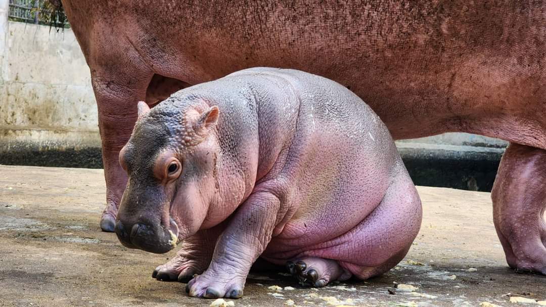 KhaosodEnglish's tweet image. (1/3) Princess Srinagarindra Garden Sisaket and Sisaket Agricultural and Technology College celebrated the one-month birthday of Hom Daeng (meaning "Shallot"), a female baby hippopotamus. 
#onemonthold #hippopotamus #Sisaket #thailand