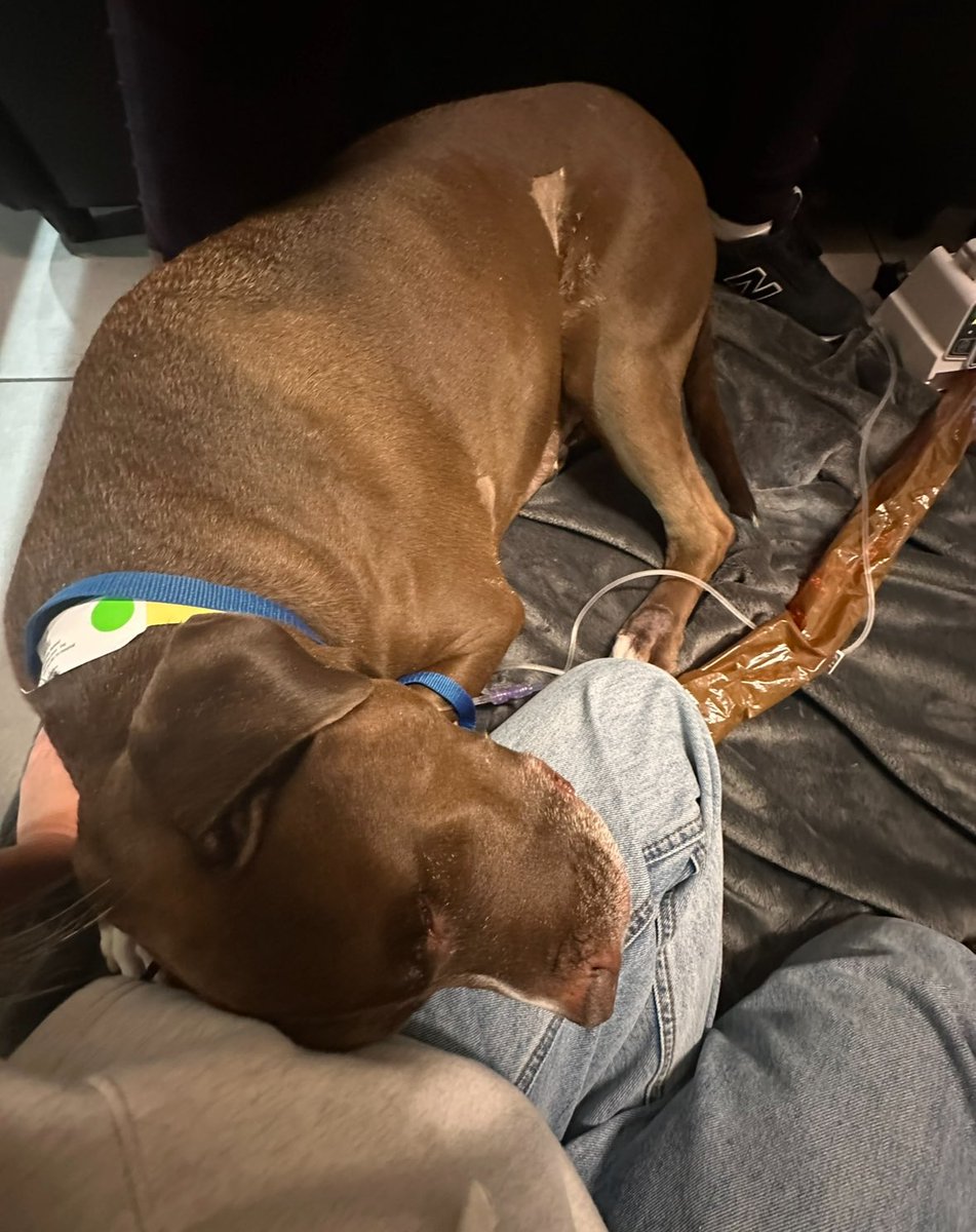 kiinghan's tweet photo. Our 6 year old dog Nobu is bravely battling cancer. After his emergency surgery, he’s fighting for every moment. Any support means the world. 🫶🏼 https://t.co/8aMfHL1J8k

#Dogcommunity #HelpNeeded #petlovers #dogsofX #CancerSupport https://t.co/q3vfD1T4F9