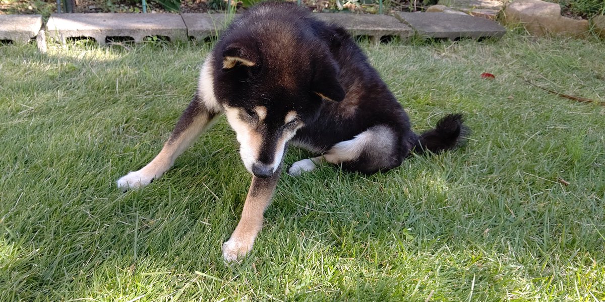 急に弱ってきて自分で歩くことができなくなりました。お散歩はずっとカートに乗せて。
#秘密結社老犬倶楽部