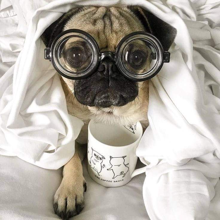 CromInu_sol's tweet photo. I'm cold. #Pug #pet #pugislife #memecoin https://t.co/xxGQTt81lm