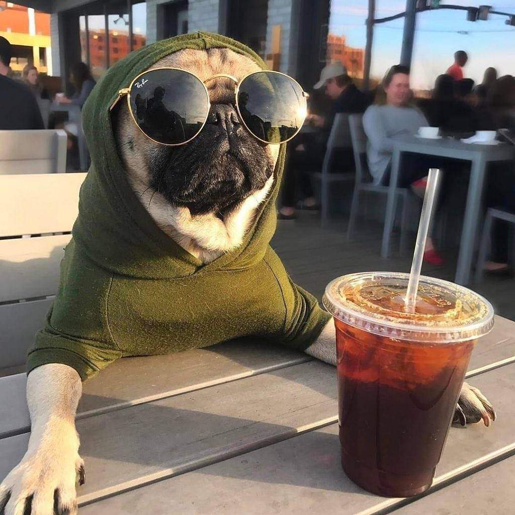 CromInu_sol's tweet photo. I'm cold. #Pug #pet #pugislife #memecoin https://t.co/xxGQTt81lm