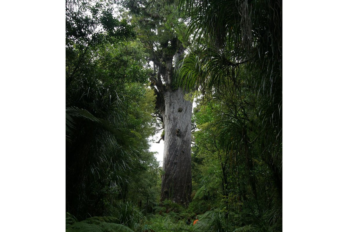 NZ Wilderness tweet media