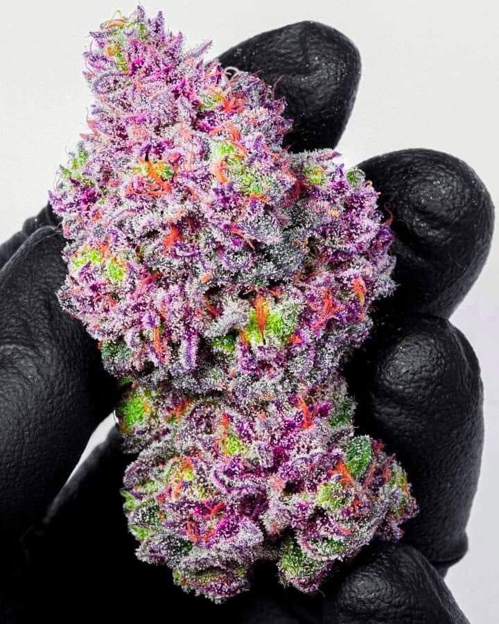 _StonersRUs_'s tweet image. Name the strain! 🔥😍