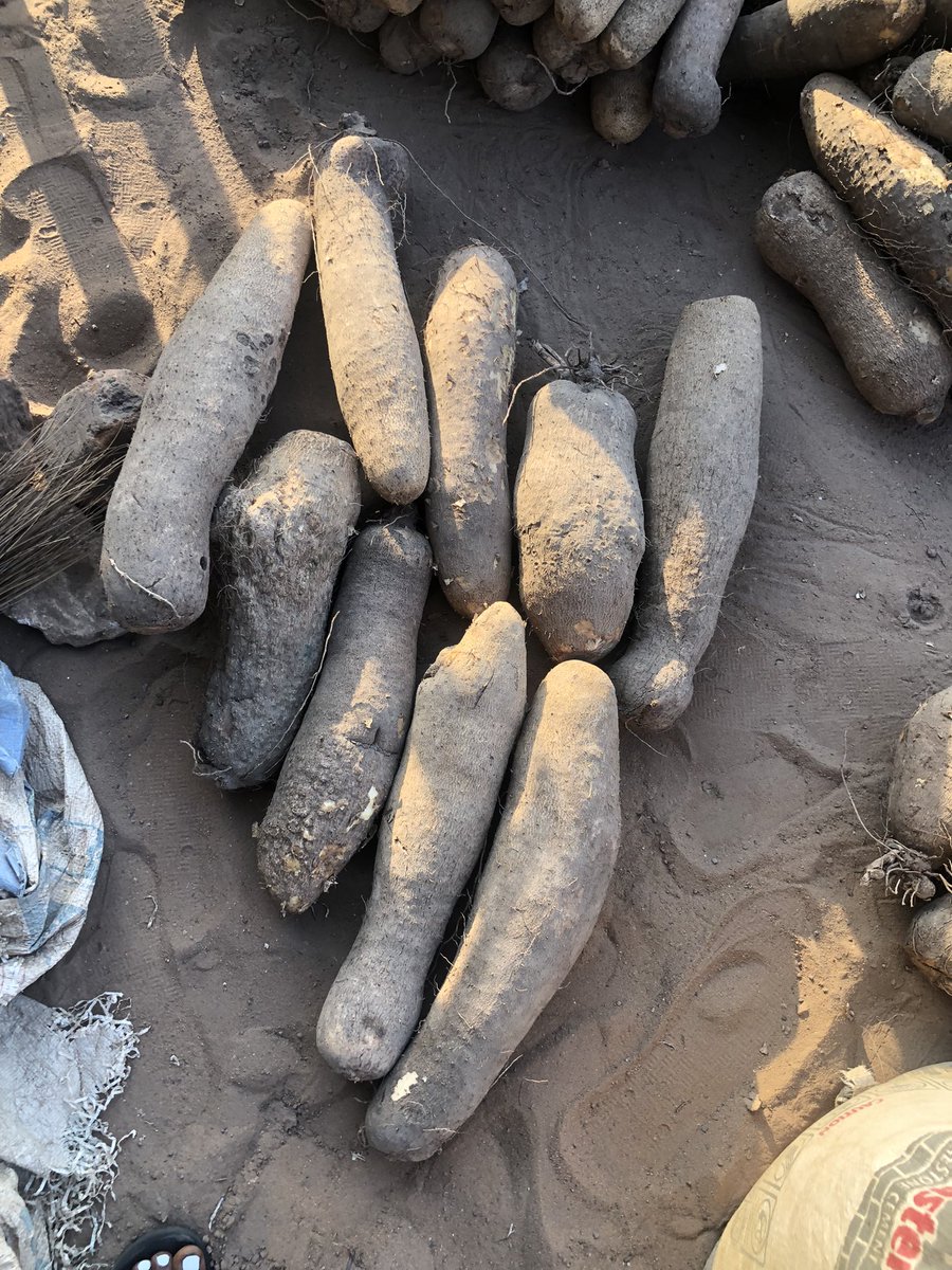 Wankwase_'s tweet photo. ☺️Good Morning Benue yam lovers 
Our sweet fresh Benue yam is Here🥳

18k plus delivery for 10 medium mixed small with sized 

24k plus delivery for Big mixed with medium -10tubers 

PLEASE SHARE AND REPOST
DELIVERY WIHIN 72hrs. https://t.co/sBzKKSNmoV