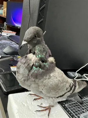 🚨'ZOMBIE BIRD' DRONES MADE FROM DEAD BIRDS?!

New Mexico researchers have turned dead birds into drones to help study wildlife. 

These "zombie birds" blend in naturally, allowing scientists to observe without disturbing nature.

Lead researcher Mostafa Hassanalian believes