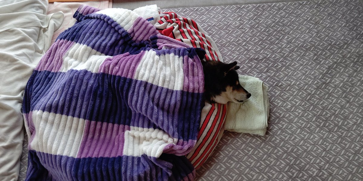 食事、水は前から完全にシリンジになってましたが、排泄も完全オムツになってきました。ここ数日うんちを沢山漏らしたので、外で座らせる以外はおむつに。昼間は殆ど寝てます。本人が楽ならいいんだけど。
#秘密結社老犬倶楽部