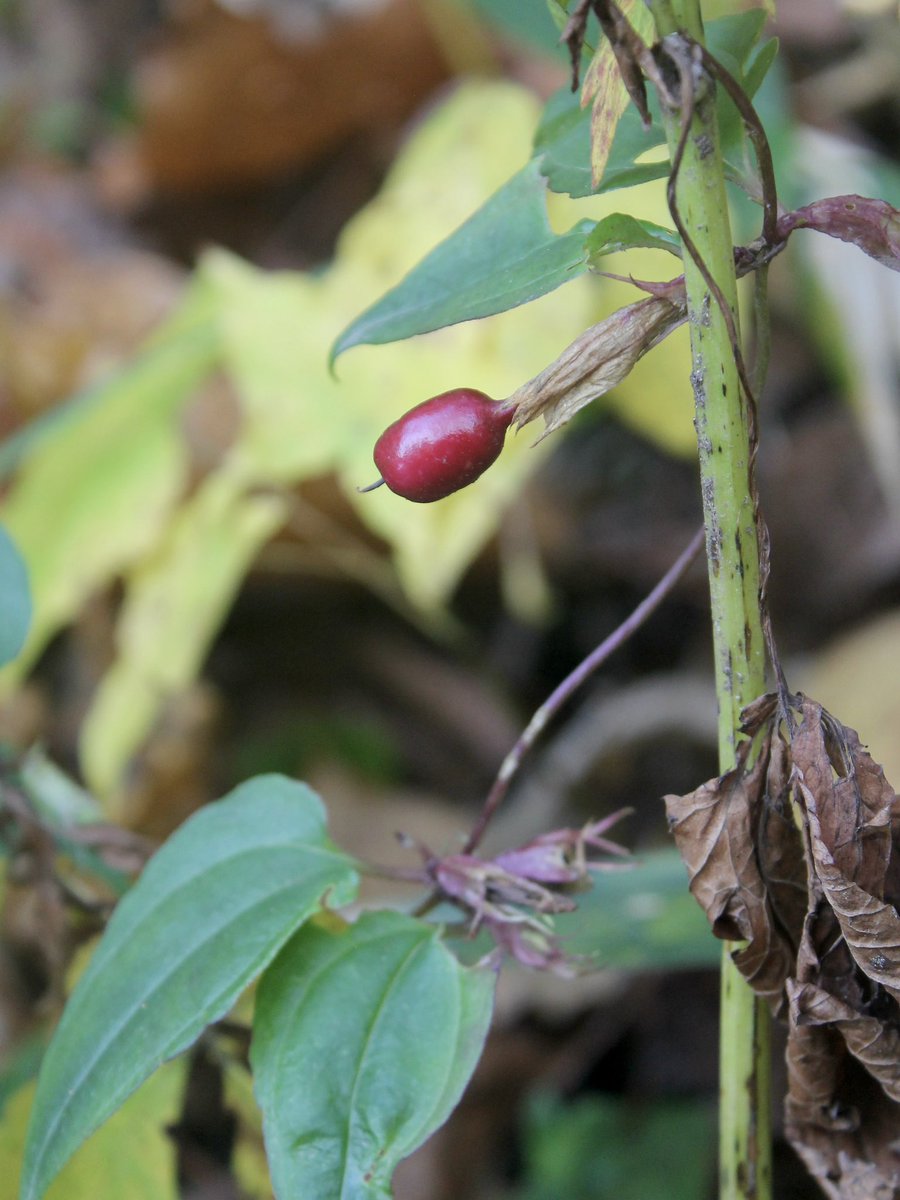 t_NickAkers's tweet image. 