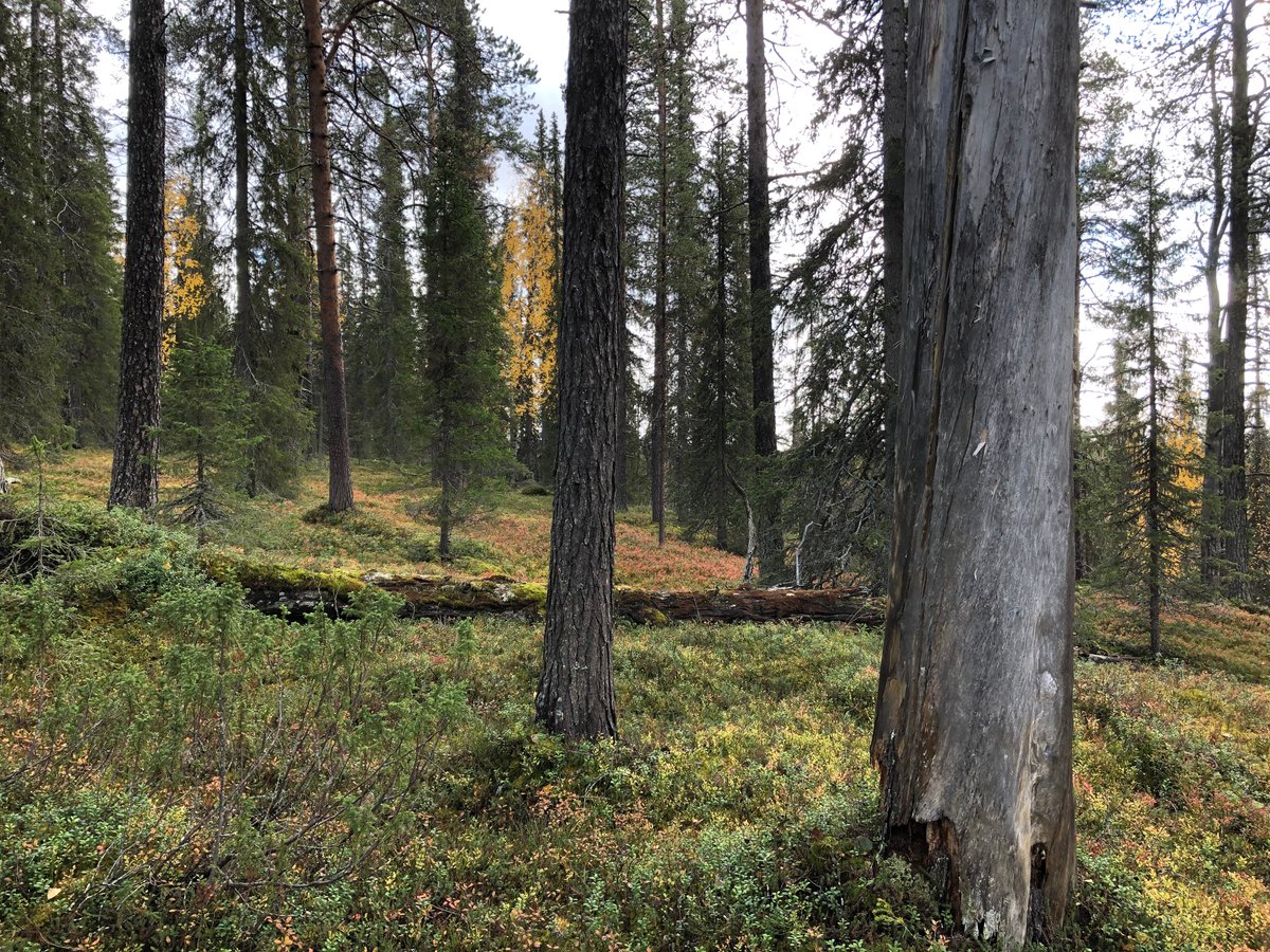 2023 tarkastimme hakkuuilmoitukset Sallan Kettukurulla. Vanha luonnonmetsähän se oli. Hakkuu myös FSC-sertifikaatin mukaan kielletty, olisi pitänyt olla säästö- eikä hakkuukohde. Silti hakkuuseen menossa, kumma juttu! <a href="/MetsaGroup/">Metsä Group</a> lupasi tutkia ja palata asiaan. Ei ole palannut.