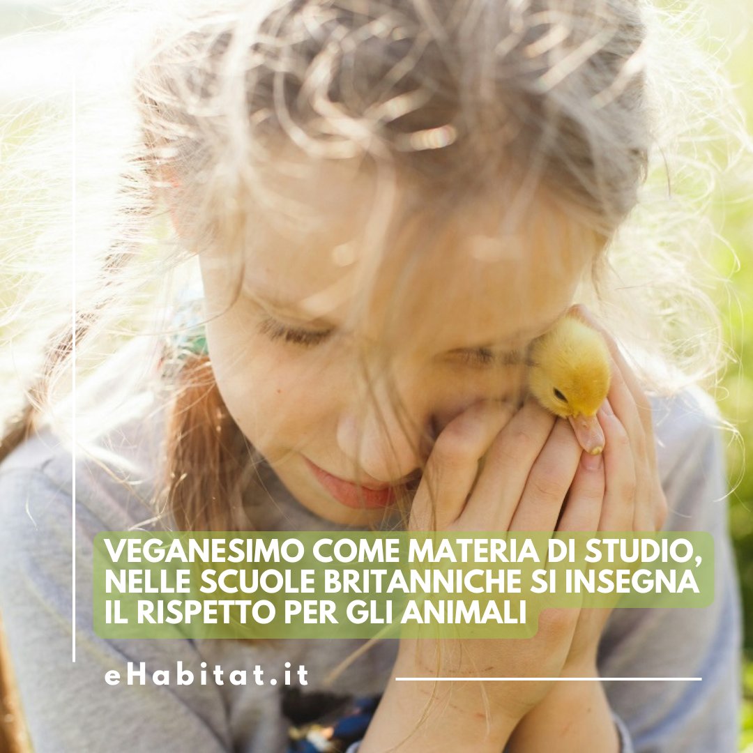 In Gran Bretagna, il #veganesimo entra nelle aule scolastiche accanto alla religione come filosofia di rispetto per gli #animali e l’#ambiente.

🔗 Approfondisci:

ehabitat.it/2024/11/13/veg…

#scuola #educazione #animalrights #salute #granbretagna #attualità