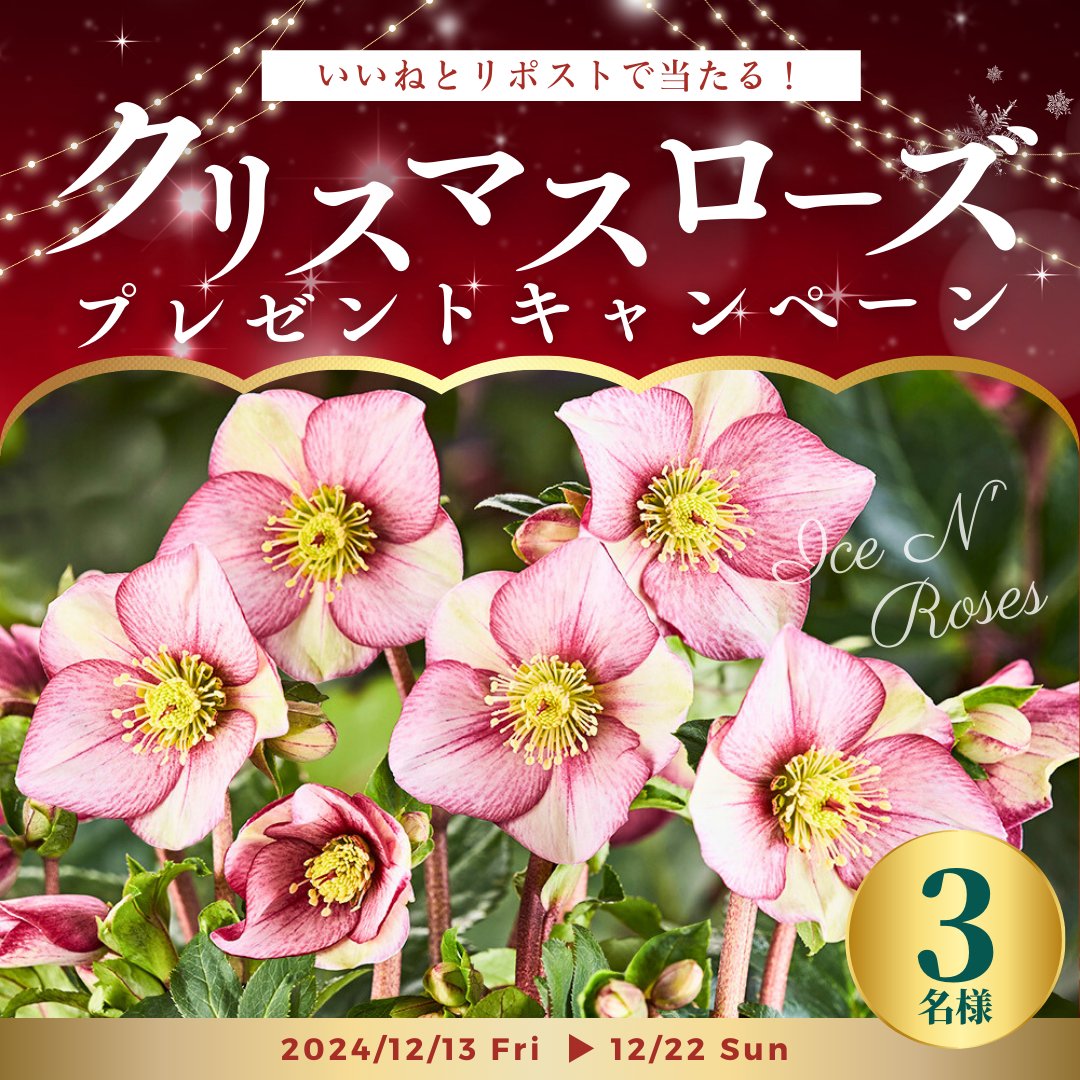 shoptakii's tweet photo. ／
📣フォロー＆リポストであたる✨✨
＼

クリスマスの時期に開花するクリスマスローズの
『氷の薔薇 ロゼッタ』を3️⃣名様へ #プレゼント💐

蕾付き〜開花苗なのですぐに花を楽しんでいただけます❤️

■応募方法
① @shoptakii をフォロー
② 当投稿をリポスト

〆切 12月22日(日)⏰
#懸賞企画 https://t.co/6AUZAxpEVJ