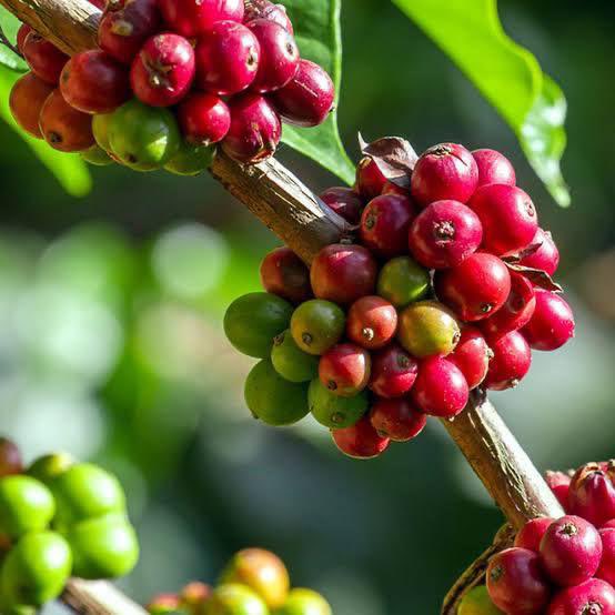 IzySmokes's tweet photo. Uganda coffee farmers deserve the best possible support. Rationalization makes local government extension services more effective. #EmpoweringCoffeeFarmers #ucda https://t.co/7glfpYdJmf