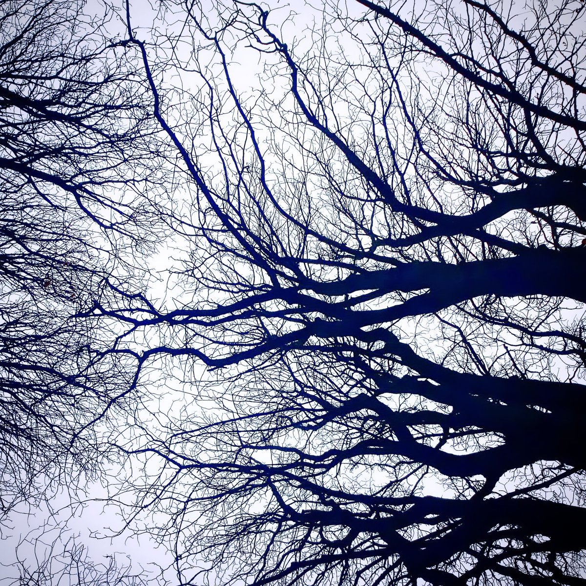 AlisKJones's tweet photo. The trees are sleeping, 
dreaming the rising darkness,
the stars in the earth.

#nature #NaturePhotography #naturelovers #poetry #naturewriters #poetrycommunity #haiku #amwriting #writerscommunity #psychogeography #landscape #mapping #mindfullness #noticing https://t.co/ENJnG6tzmd