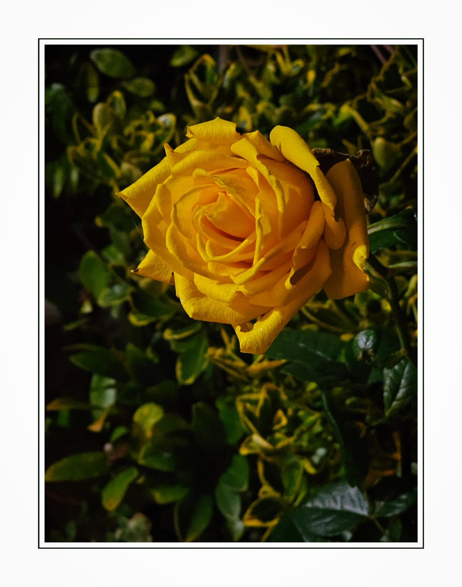 "Magical Evening Display!"

#RoseWednesday 
#Rose
#GardeningTwitter 
#NaturePhotography