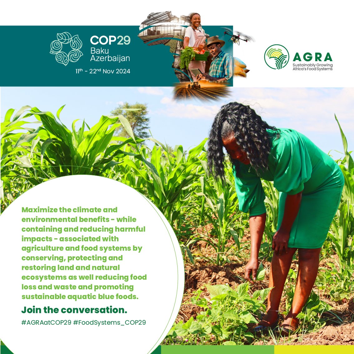 AGRA_Africa's tweet image. At #COP28 in UAE, 160 Countries came together to commit to #FoodSystems &amp;amp; #Agriculture Declaration with a two year's timelines.

How do we achieve UAE food declaration by 2025.

👉 Innovations
👉Scaling Investments
👉Behaviour Change on Food Waste &amp;amp; Loss
👉Policy Action &amp;amp; Systems