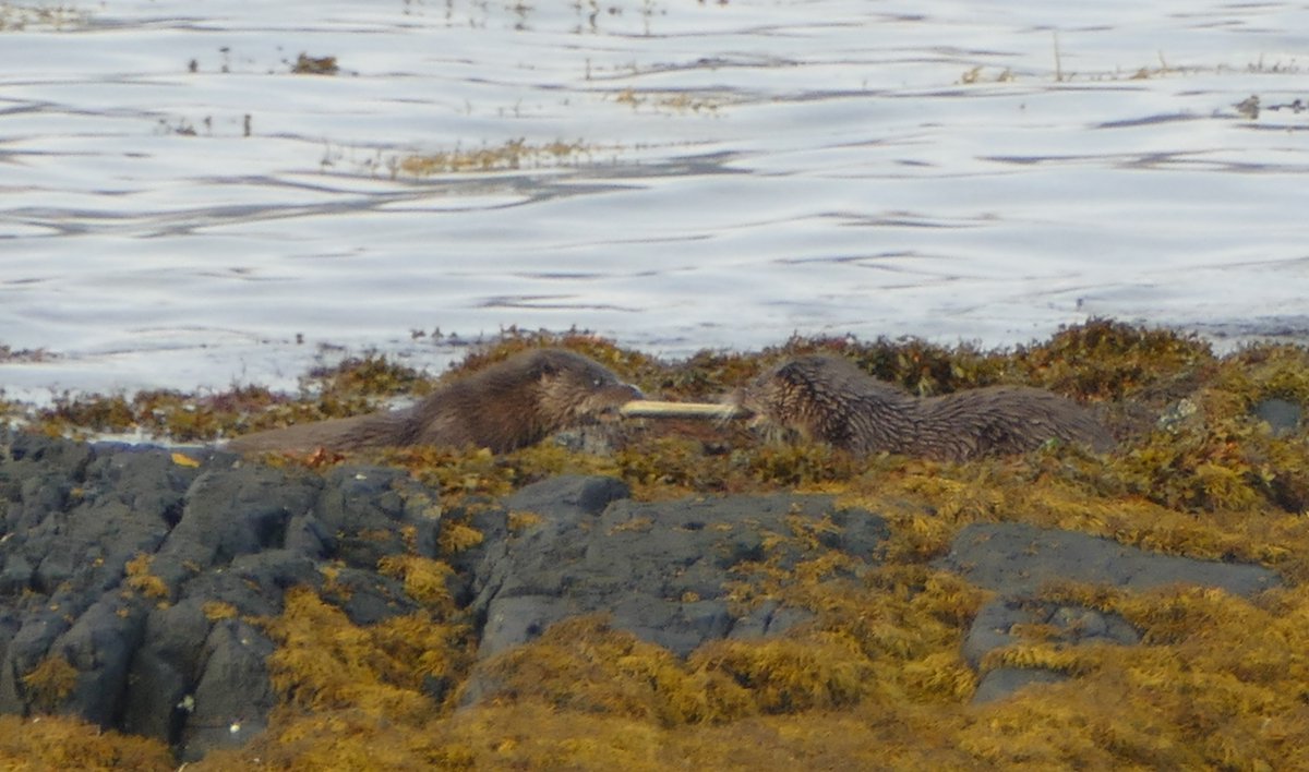 Otters having a tug-of-war over an eel.