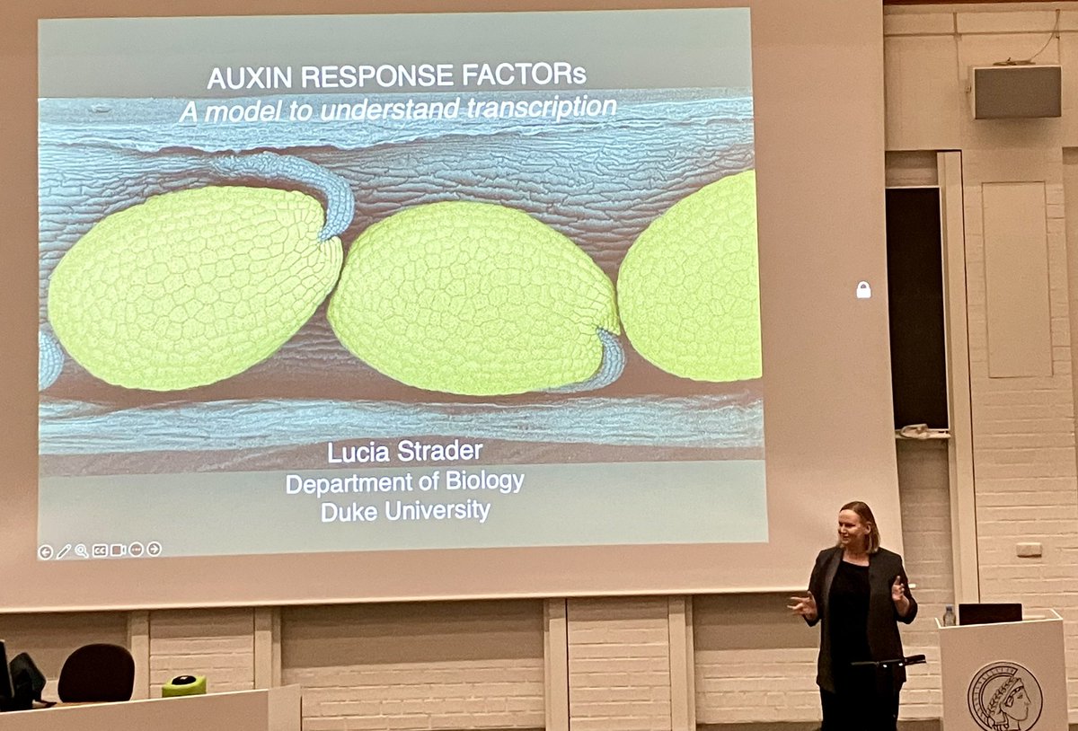 Vítor Falavigna (@vitorfalavigna) on Twitter photo Amazing talk by <a href="/LabStrader/">Lucia Strader</a> at <a href="/mpipz_cologne/">MPIPZ Cologne</a> today! Inspiring insights into auxin signalling and activation domains Amazing talk by <a href="/LabStrader/">Lucia Strader</a> at <a href="/mpipz_cologne/">MPIPZ Cologne</a> today! Inspiring insights into auxin signalling and activation domains