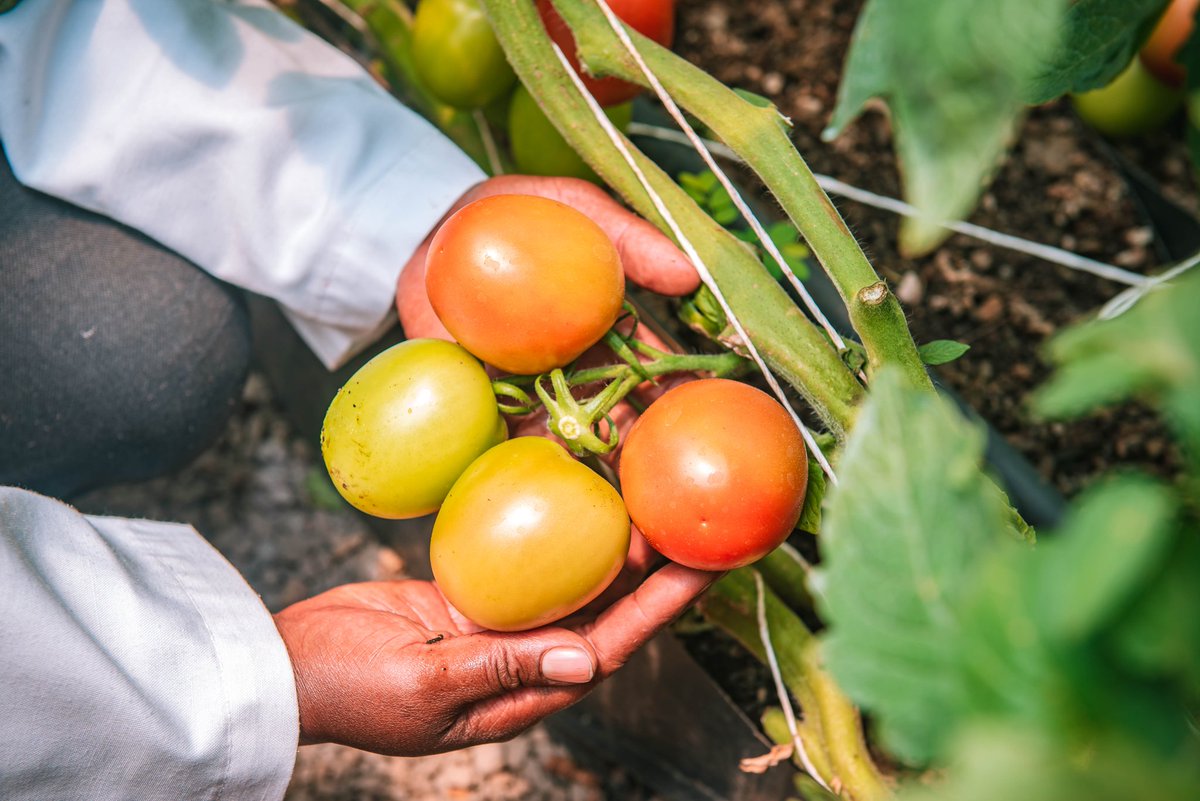 KoppertKenya's tweet photo. Through collaboration with our partners such as EAML/EABL, Delish &amp; Nutri, Young Africa Works Kibiko Farm (KCB Foundation project),we have supported contract farmers in key value chains including grounduts, sorghum &amp; vegetables
#ICCF2024 #ClimateSmartAgriculture #WeWorkForGrowers https://t.co/jq363dREnB