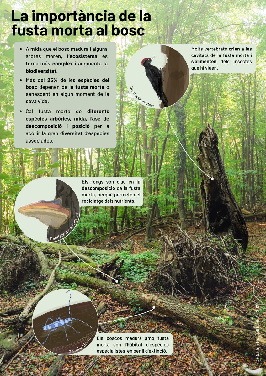 CREAF_ecologia's tweet image. NOU ESTUDI💥Una recerca que hem liderat amb la @UABBarcelona desvetlla que els boscos amb fusta morta tenen un 23% MÉS de #biodiversitat 🌳✨