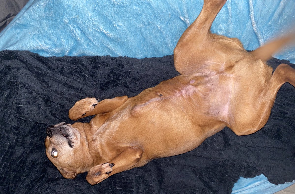 Matt Ramsey tweet media