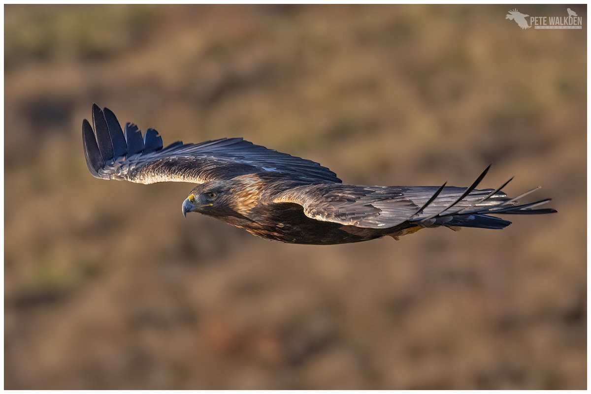 Satellite-tagged golden eagle 'disappears' in suspicious circumstances on grouse moor in the notorious Angus Glens.

It's still happening, @MairiGougeon <a href="/JimFairlieLogie/">Jim Fairlie MSP SNP</a> <a href="/alasdairallan/">Alasdair Allan</a> 

Details 👇👇
raptorpersecutionuk.org/2024/11/13/sat…