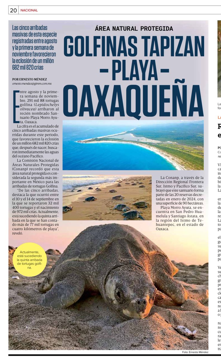 ernesto_mendez's tweet photo. #TortugasGolfinas tapizan el recién nombrado Santuario de Playa Morro Ayuta en Oaxaca @CONANP_mx 
Vía @Excelsior 
📰  https://t.co/OApN4stB6o https://t.co/tkjV4aF41q