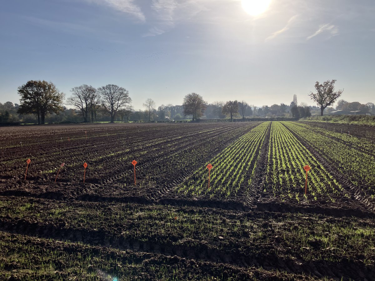 GarethBubb's tweet image. Despite the extremely challenging season, the people at @ADASRosemaund have done a fantastic job establishing our weedscreen this year. Difficult seedbed but pre-ems still having an effect.