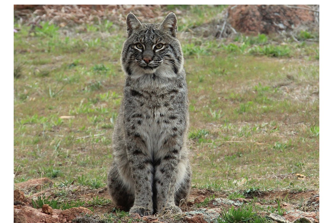 Bobcats are back and help protect people from zoonotic disease. I wrote about this:
news.mongabay.com/2024/11/bobcat…
