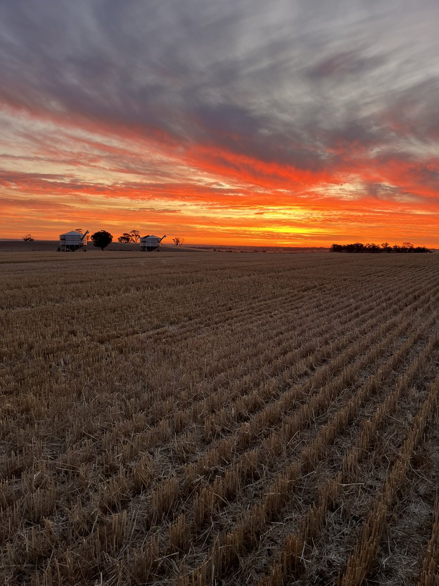 llisapowell's tweet photo. Not a bad night for the dinner drop off #harvest2024 https://t.co/mdD9lpqsrV
