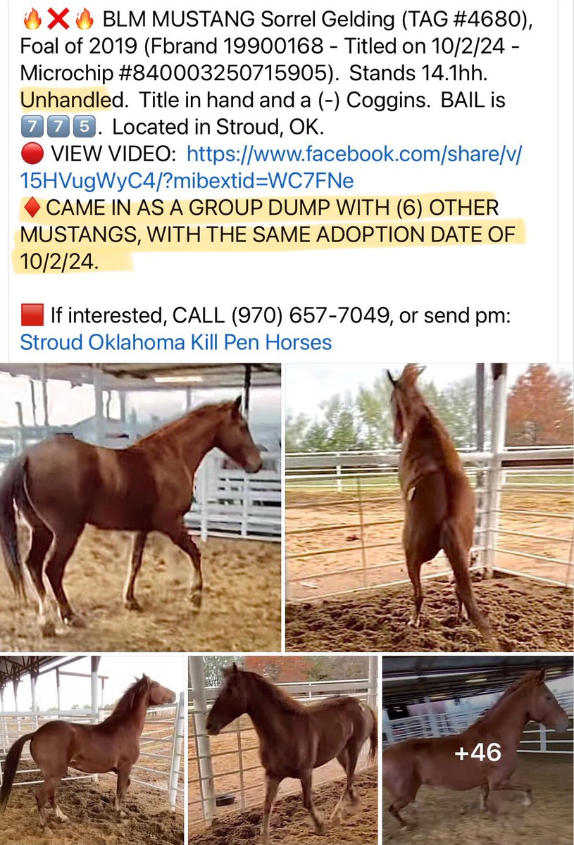 Blueequus775's tweet photo. .@repblumenauer @RepBrownley @RepWexton @RepFredUpton @ColinAllredTX: the result of BLM’s “adoption incentive program” is wild horses &amp; burros being shipped to slaughter 1 year after “adopters” receive $1000 &amp; the title. Please investigate. This has to stop. https://t.co/yyfR4JeKaR