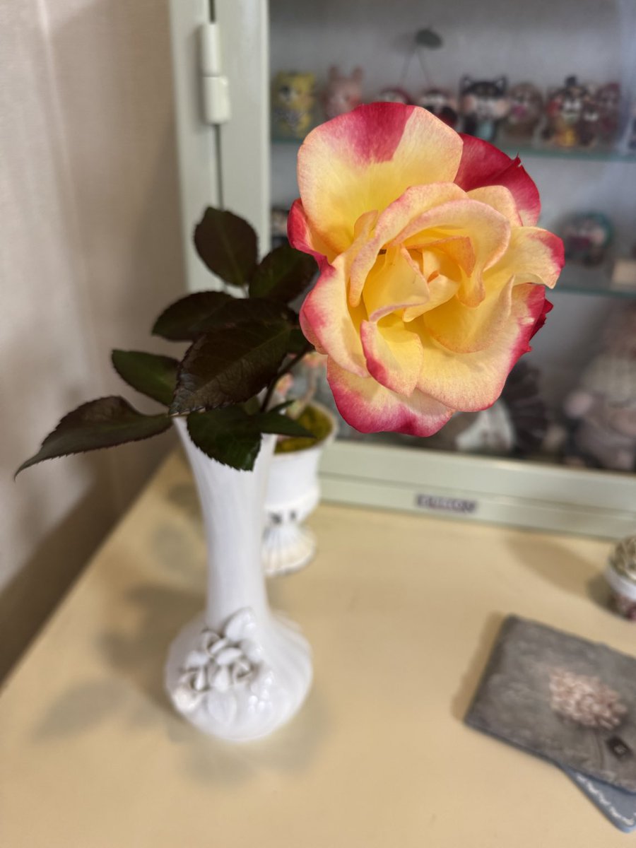 hiro731's tweet photo. 一輪挿し

#薔薇
#綺麗
#観葉植物
#観葉植物好き
#観葉植物好きな人と繋がりたい
#エバーフレッシュ
#ユーカリ　
#ガジュマル
#ハオルチア
#サボテン
#コーヒーの木
#黒法師 https://t.co/EON88MP1j4