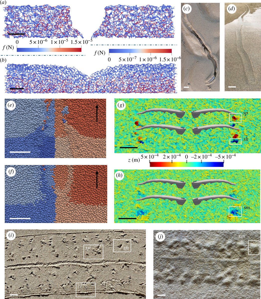 Royal Society Publishing (@rsocpublishing) on Twitter photo Before the first permanent colonization of land by arthropods, molluscs made early terrestrial trips lasting at least 15 minutes: ow.ly/WNqg50U4gah #ProcB <a href="/VirtualPalaeo/">Imran Rahman</a> @the_palaeoninja
<a href="/nichnos/">Nicholas Minter</a> <a href="/ZekunWang3/">Zekun Wang</a> Before the first permanent colonization of land by arthropods, molluscs made early terrestrial trips lasting at least 15 minutes: ow.ly/WNqg50U4gah #ProcB <a href="/VirtualPalaeo/">Imran Rahman</a> @the_palaeoninja
<a href="/nichnos/">Nicholas Minter</a> <a href="/ZekunWang3/">Zekun Wang</a>