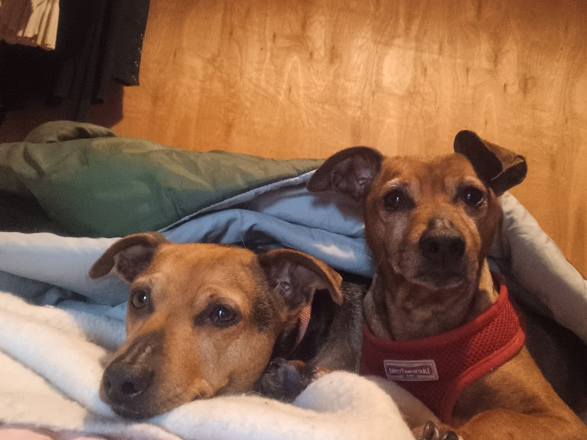 catlowry54's tweet photo. My little bonded pair from #MonaghanPound - keeping bonded pairs together is so important to them... a doggie bond that should not be broken ❤️ https://t.co/euvvquen31