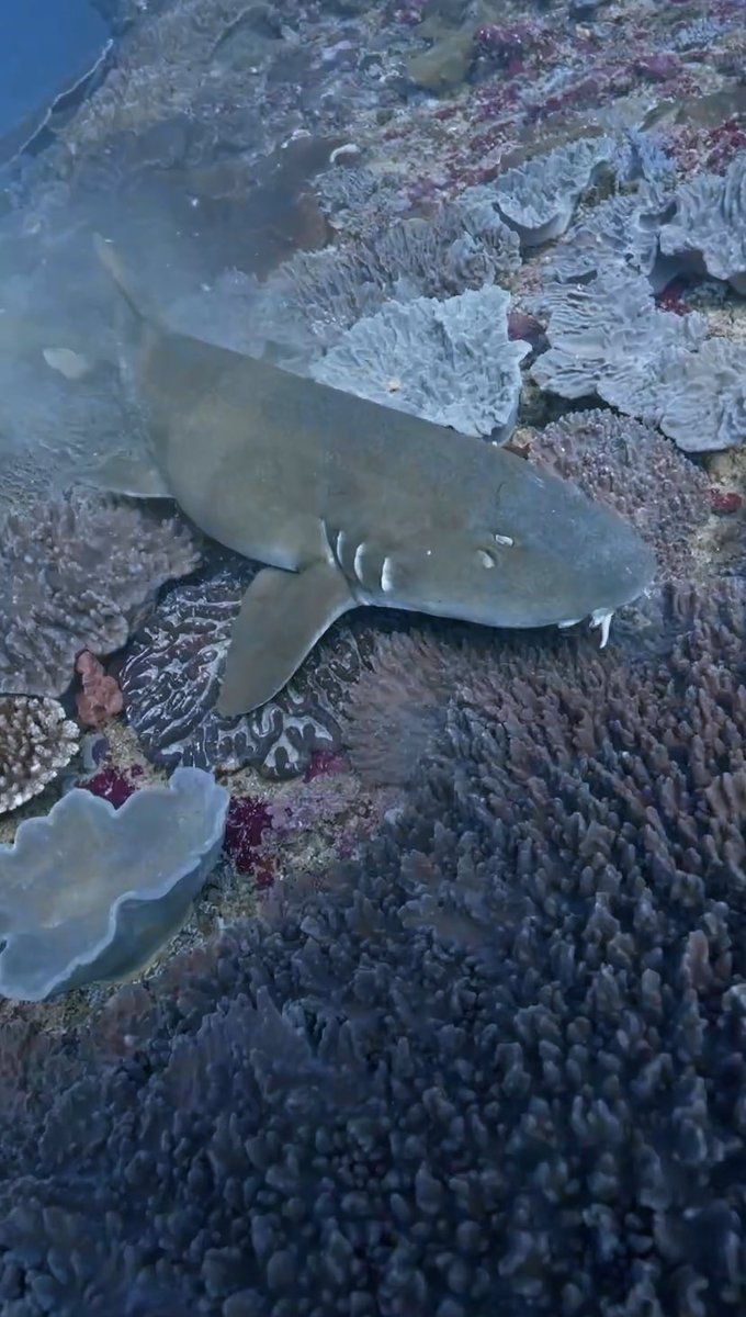 dive_penida's tweet photo. #shark #sharks #sharkdiving #scuba #diving #nusapenida #bali #scubadivin... https://t.co/vpDcSGEVJG via @YouTube https://t.co/cQDfxWHXrf