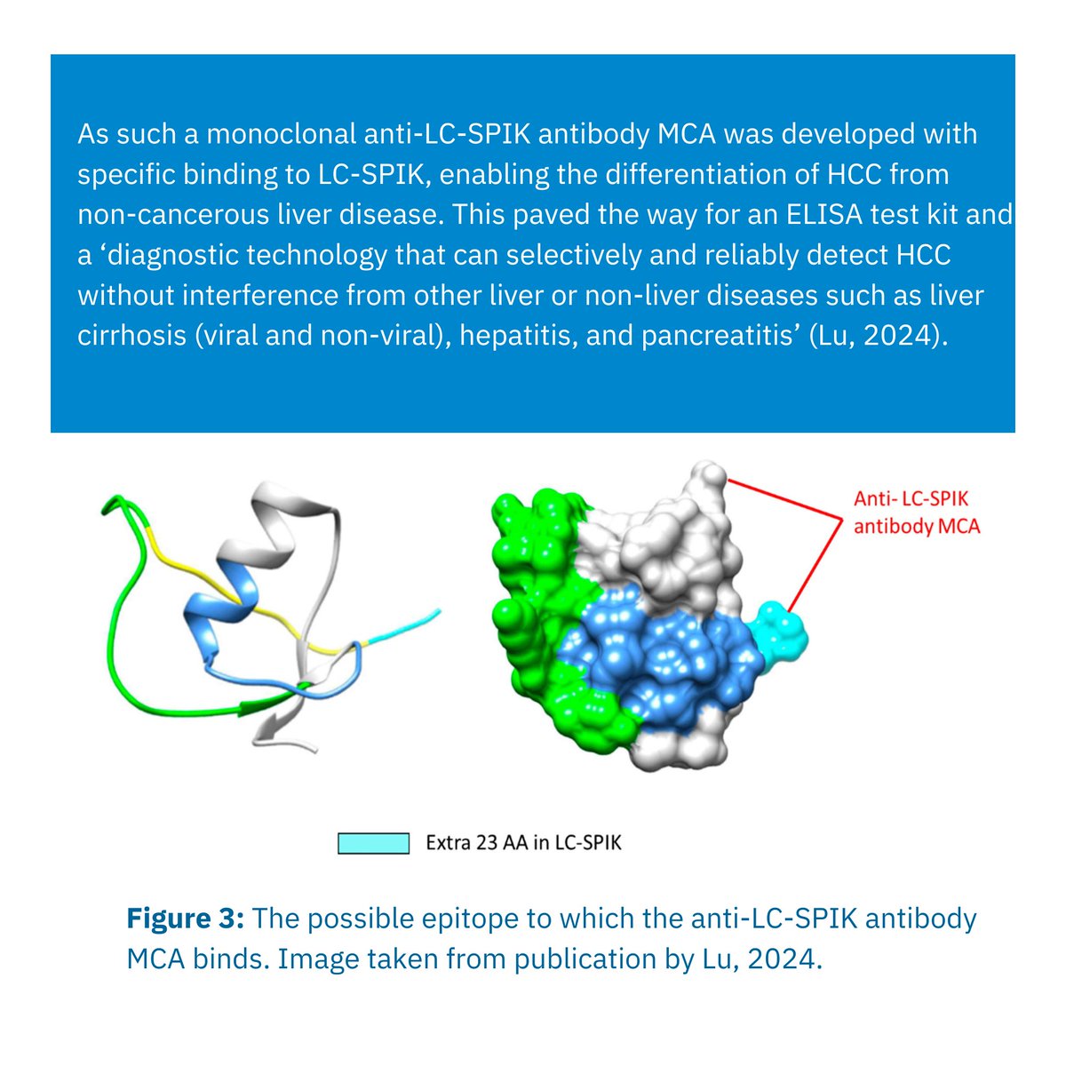BiosynthGroup's tweet image. Part 2/4 Biosynth&apos;s #epitopemapping helped to uncovered the structure of a novel #HepatocellularCarcinoma (HCC) #biomarker, leading to the development of an #ELISA test kit that selectively and reliably detects HCC. Read the paper t.ly/l-FTB
