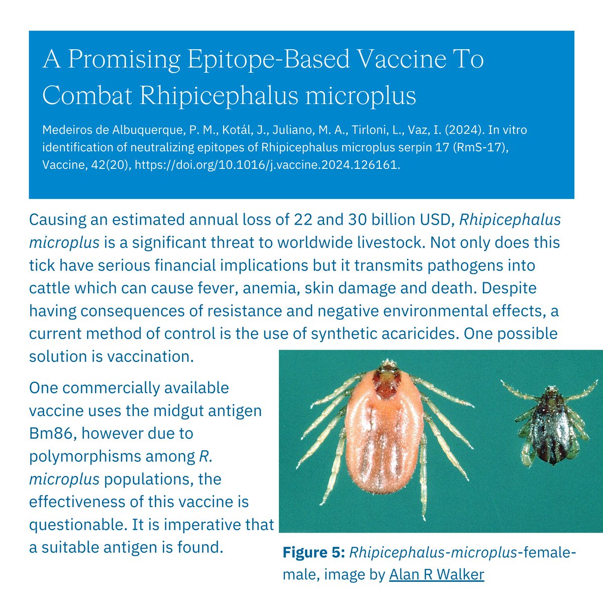 BiosynthGroup's tweet image. Part 3/4 Biosynth&apos;s #epitopemapping was used to identify promising #epitopes for use in an epitope-based #vaccine  to combat #Rhipicephalusmicroplus, a tick that is a current threat to worldwide livestock. Read the paper in full t.ly/xDfw3